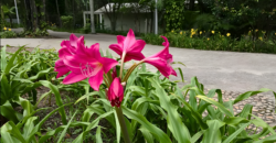 Casa à venda na Rua das Figueiras – Bairro Campestre, Santo André
