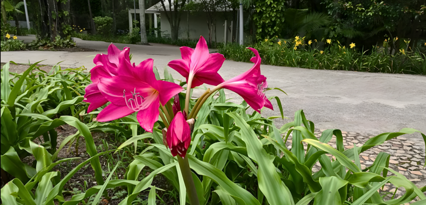 Casa à venda na Rua das Figueiras – Bairro Campestre, Santo André