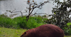 Casa com Sobrado em Pirituba, São Paulo