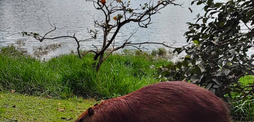 Casa com Sobrado em Pirituba, São Paulo